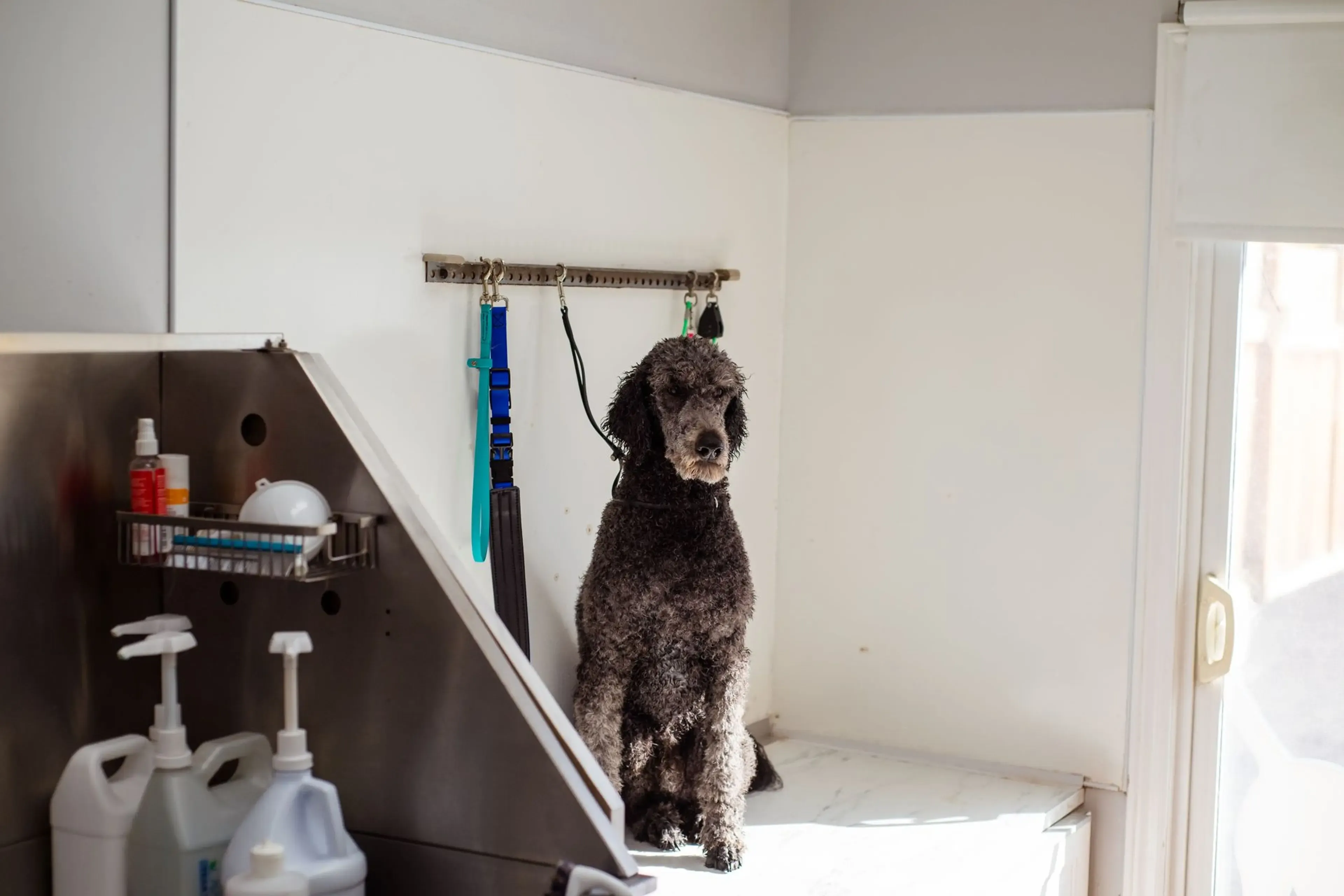 Commercial pest control for pet groomers