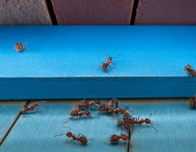 Ant control in Henley advice