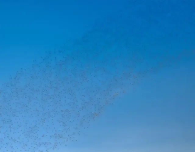 Ant control in Henley facts