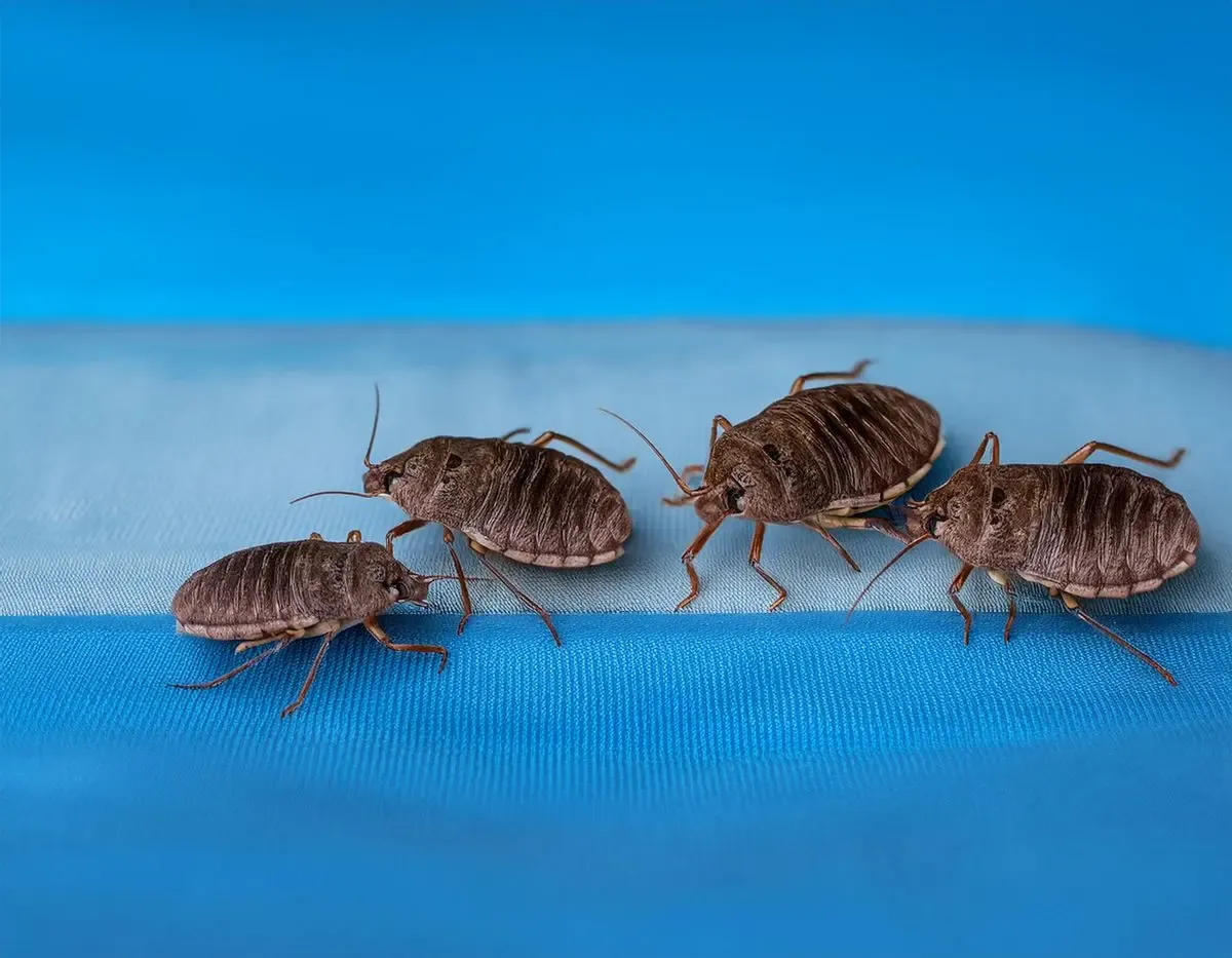 Bed Bug facts