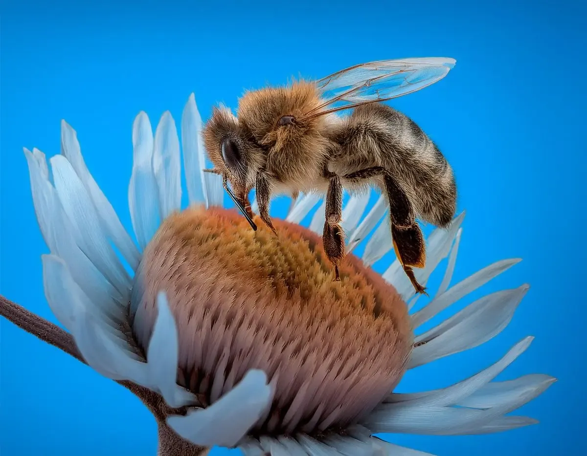 Bee facts
