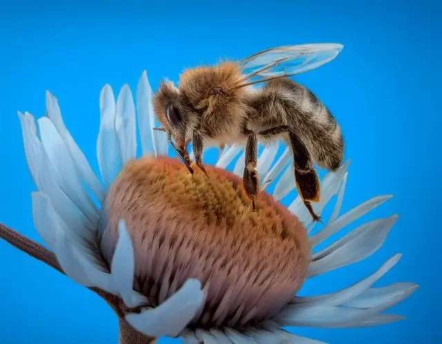 Bee control in Henley facts