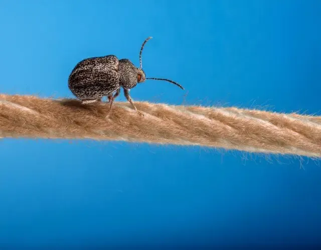 Beetle and Carpet Beetle control in Henley facts