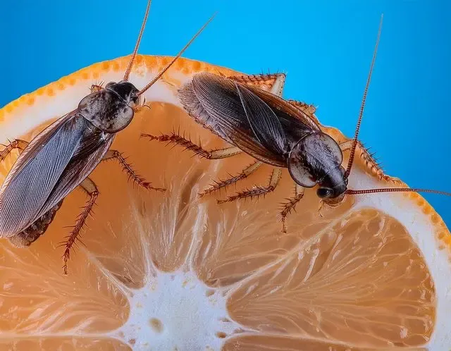 Cockroach control in Henley advice