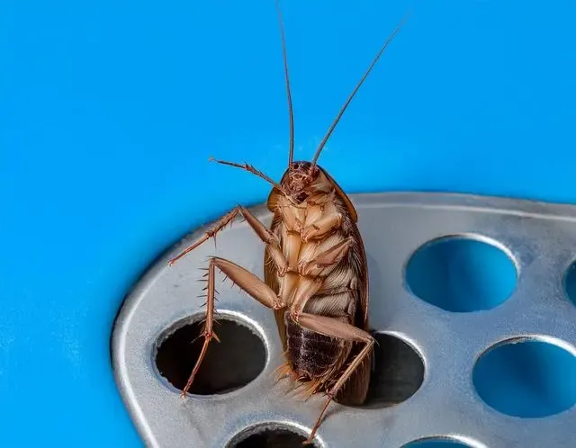Cockroach control in Henley facts