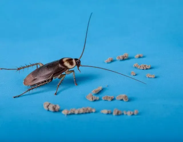 Cockroach control in Henley identification