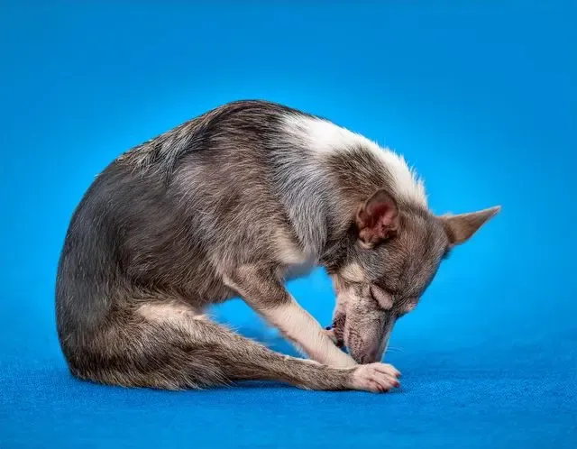 Flea control in Framlingham facts