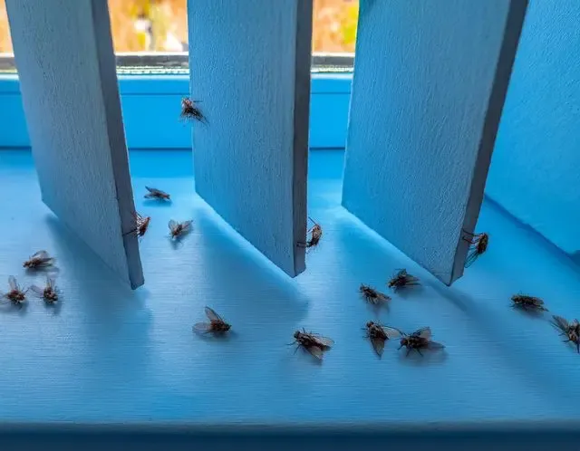 Fly control in Copdock advice