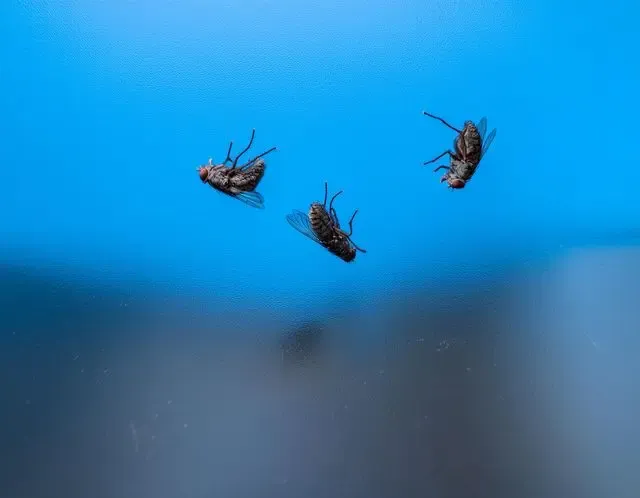 Fly control in Copdock facts