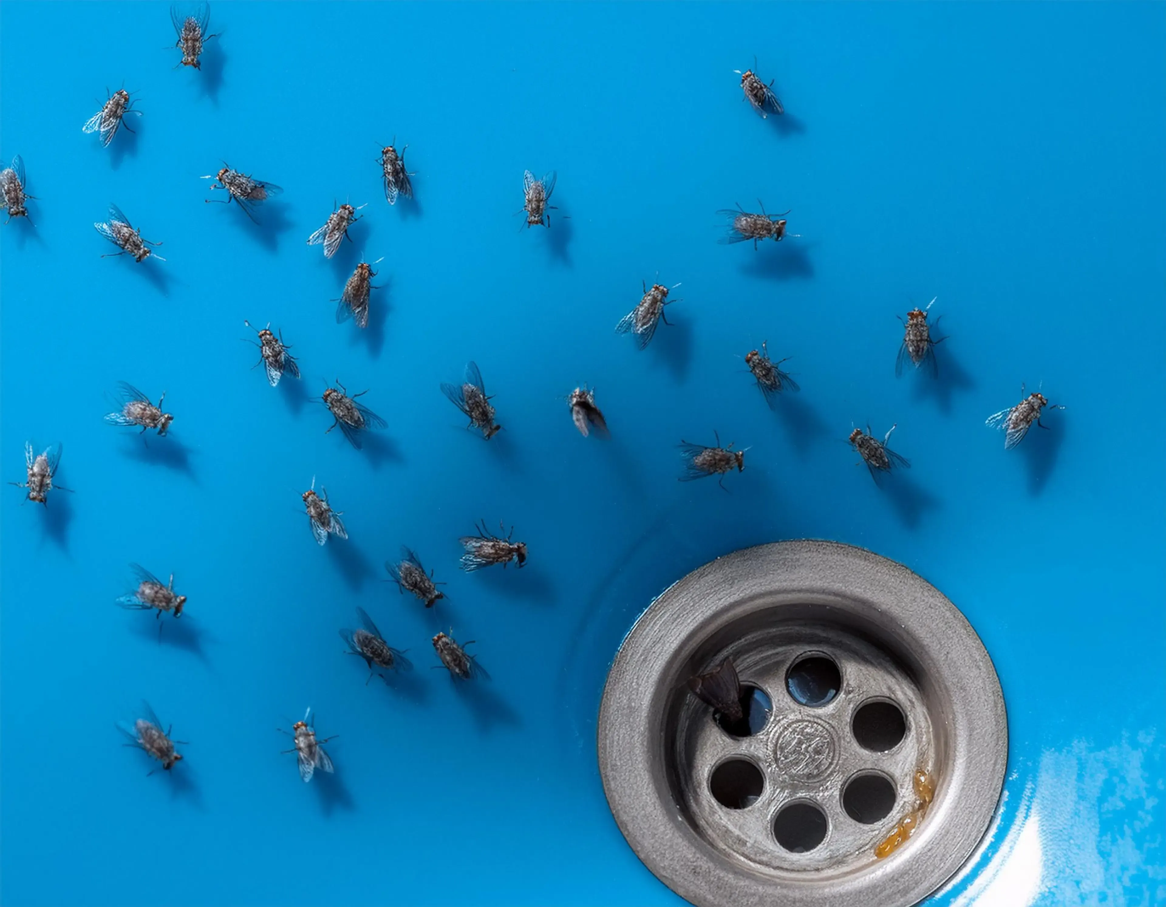 Fly control in Copdock