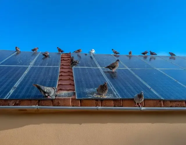 Pigeon control in Framlingham advice
