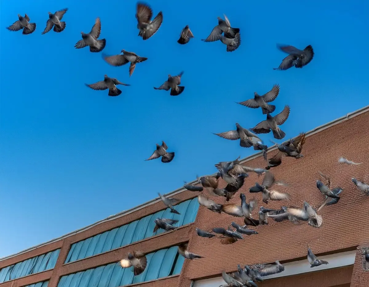 Pigeon facts