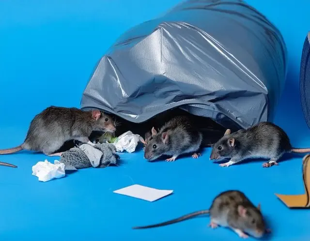 Rat control in Henley advice