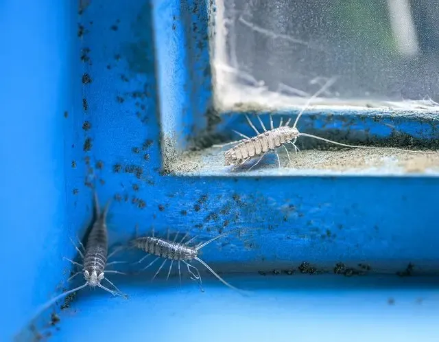 Silverfish control in Framlingham advice
