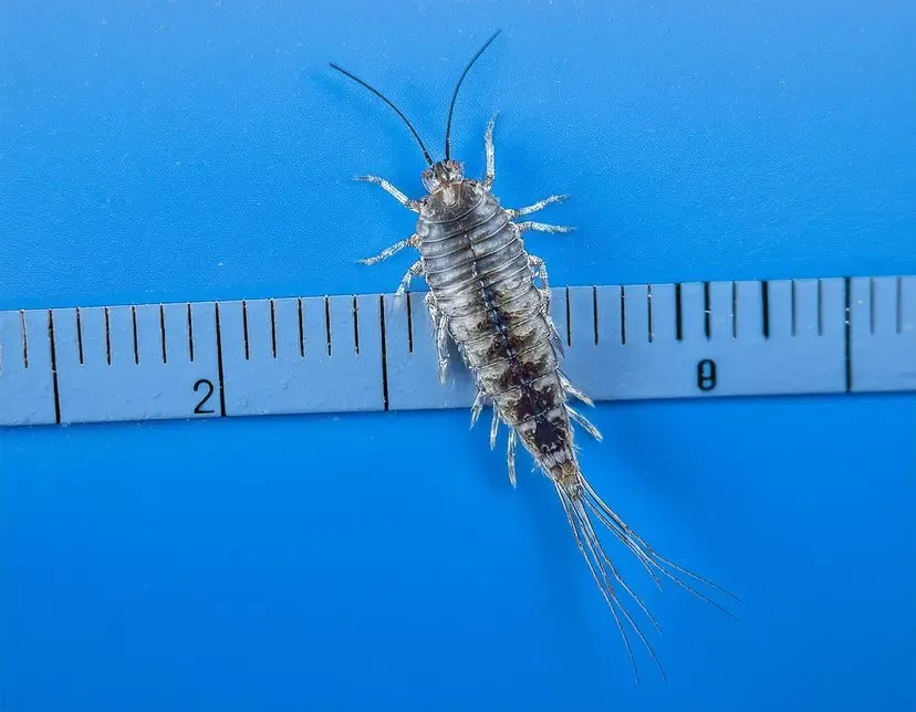 Silverfish control