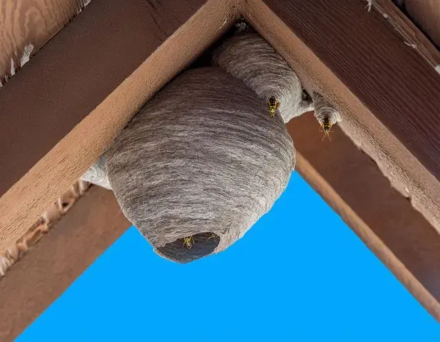Wasp control in Henley advice