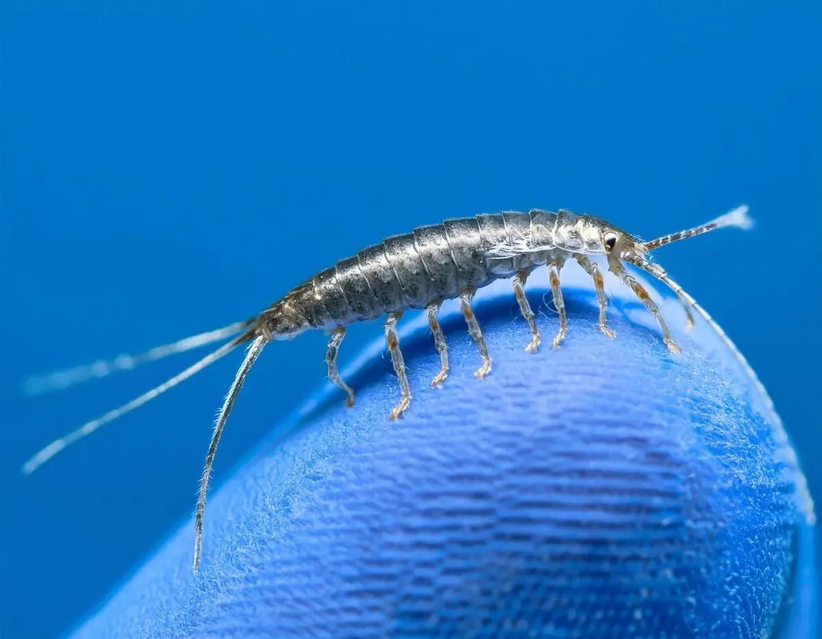 Silverfish facts