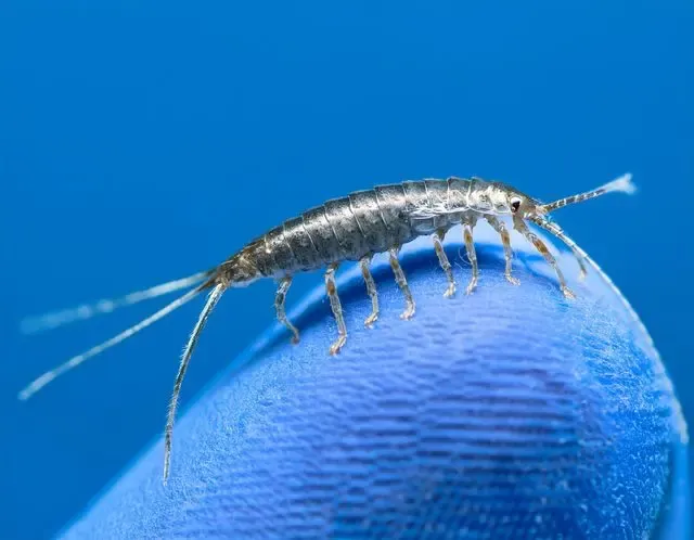 Silverfish control in Henley facts