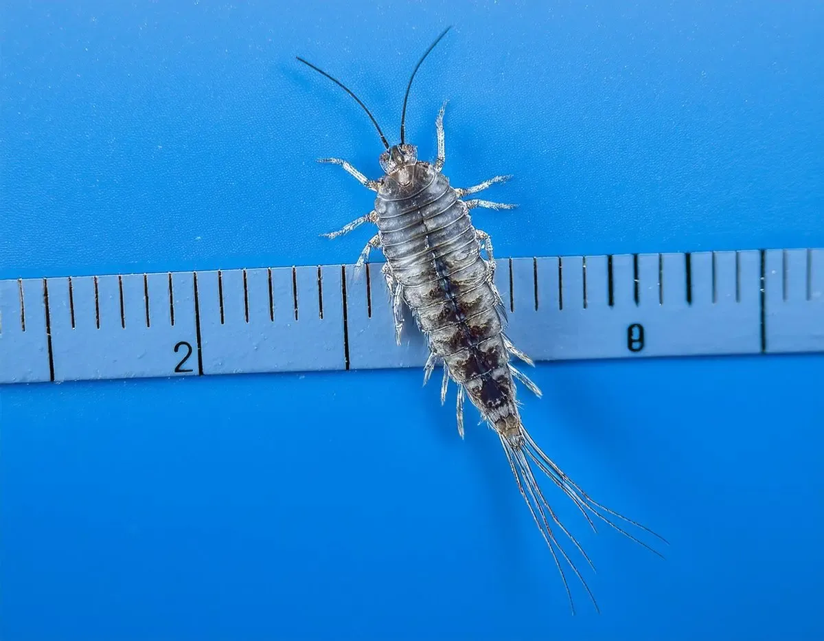 Silverfish identification