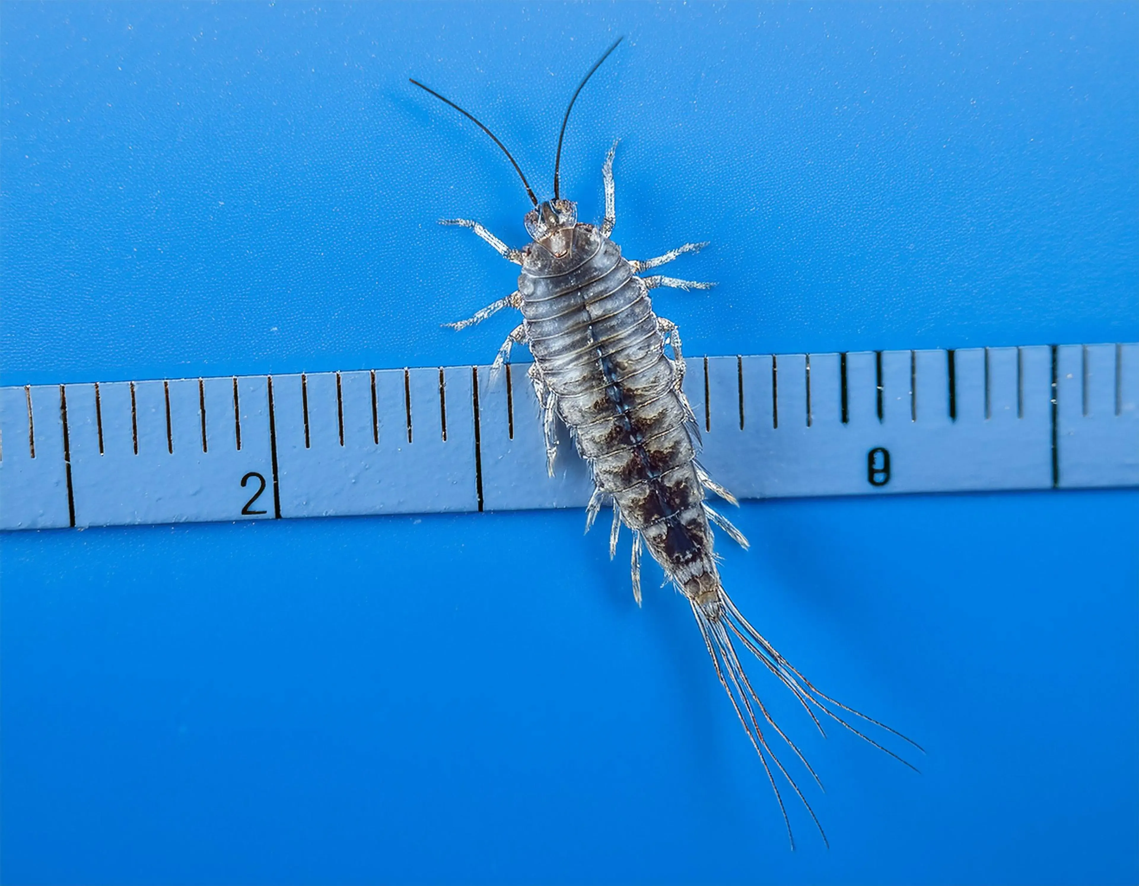 Silverfish control in Henley