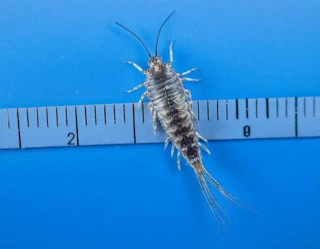 Silverfish control in Henley identification