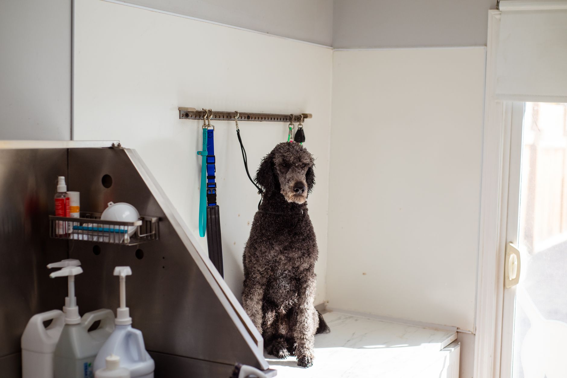 Commercial pest control for pet groomers