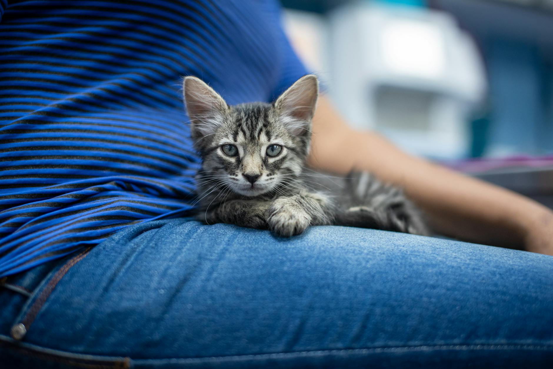 Commercial pest control for pet shops