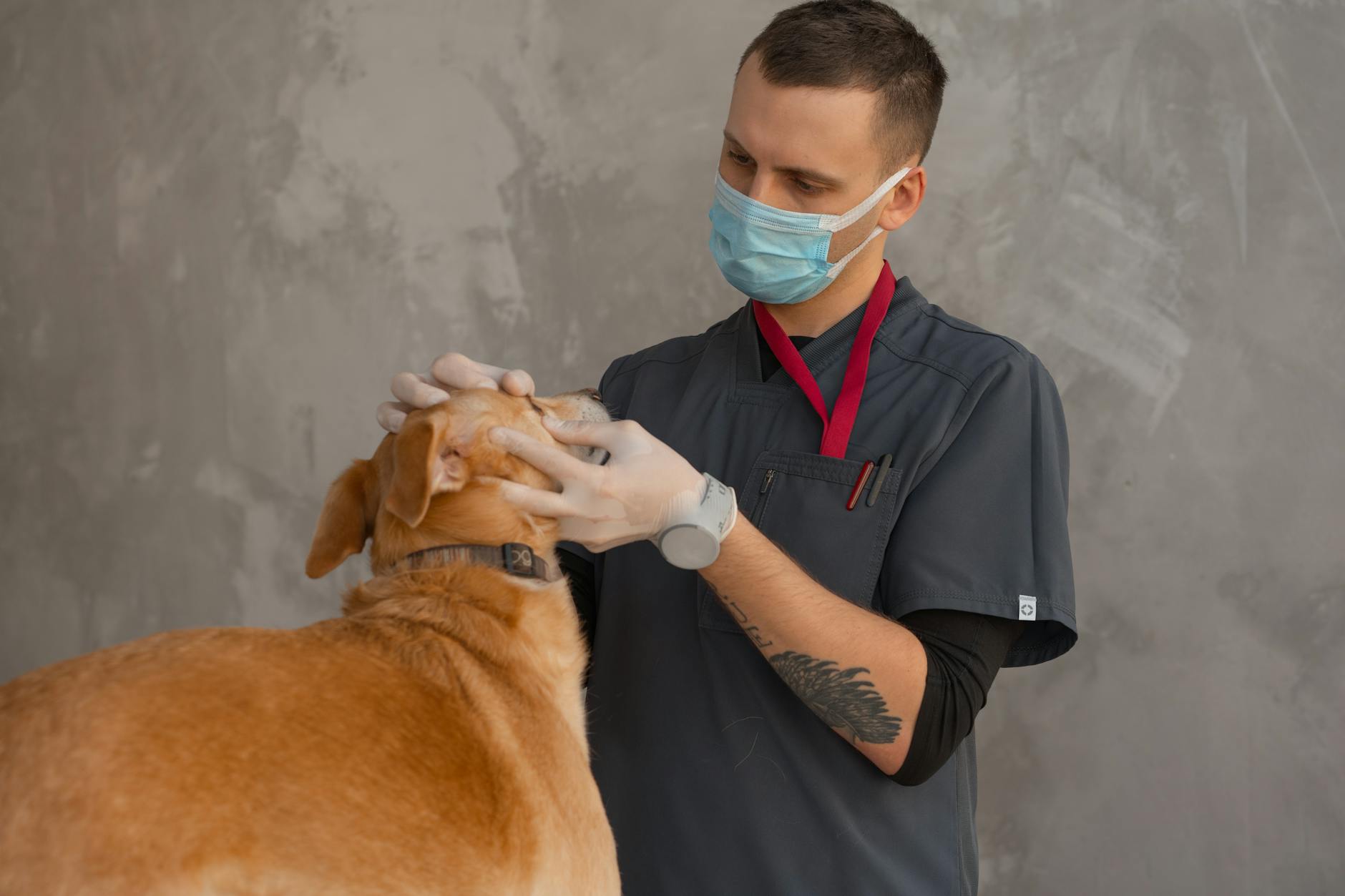 Commercial pest control for veterinary clinics