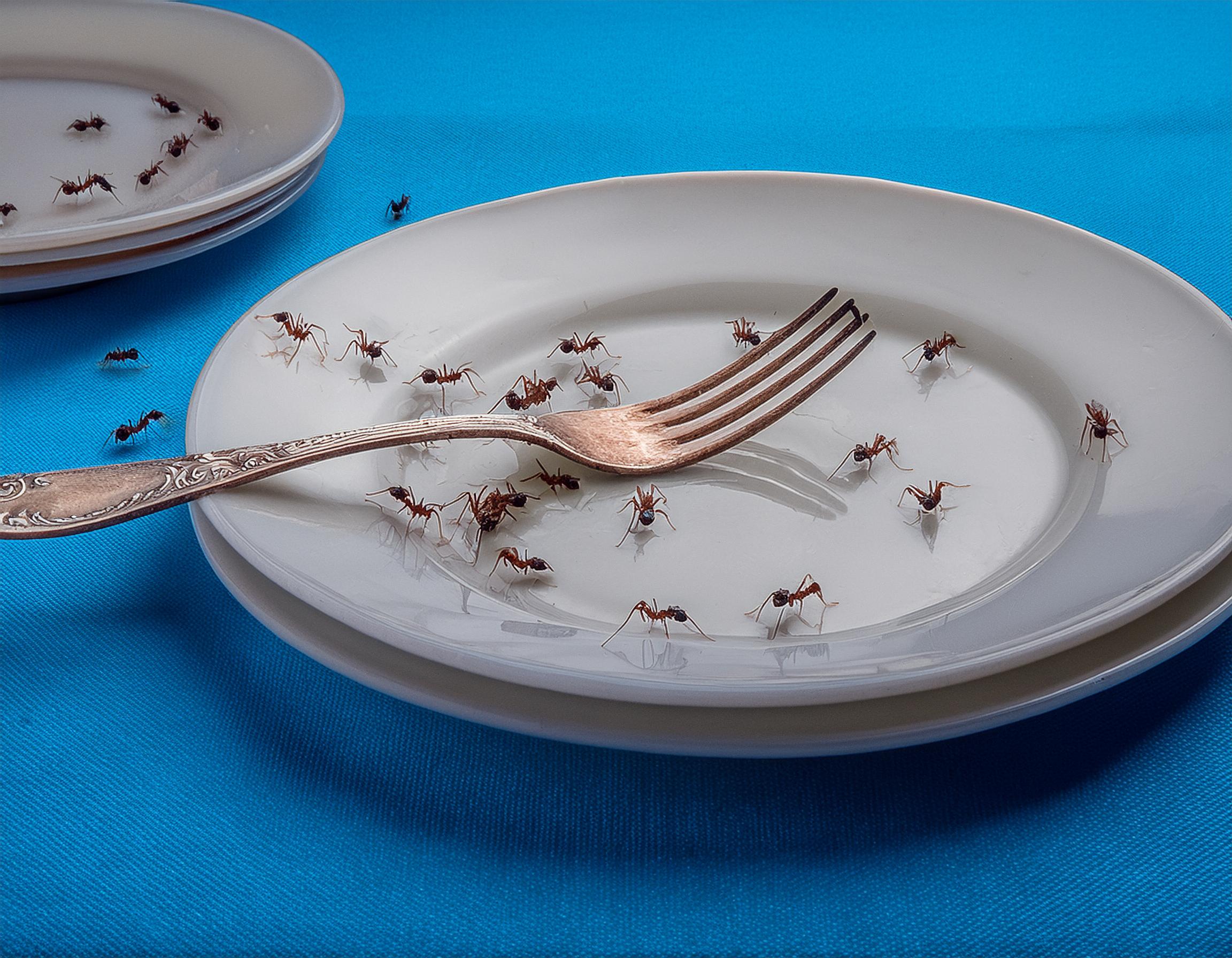 Ants control