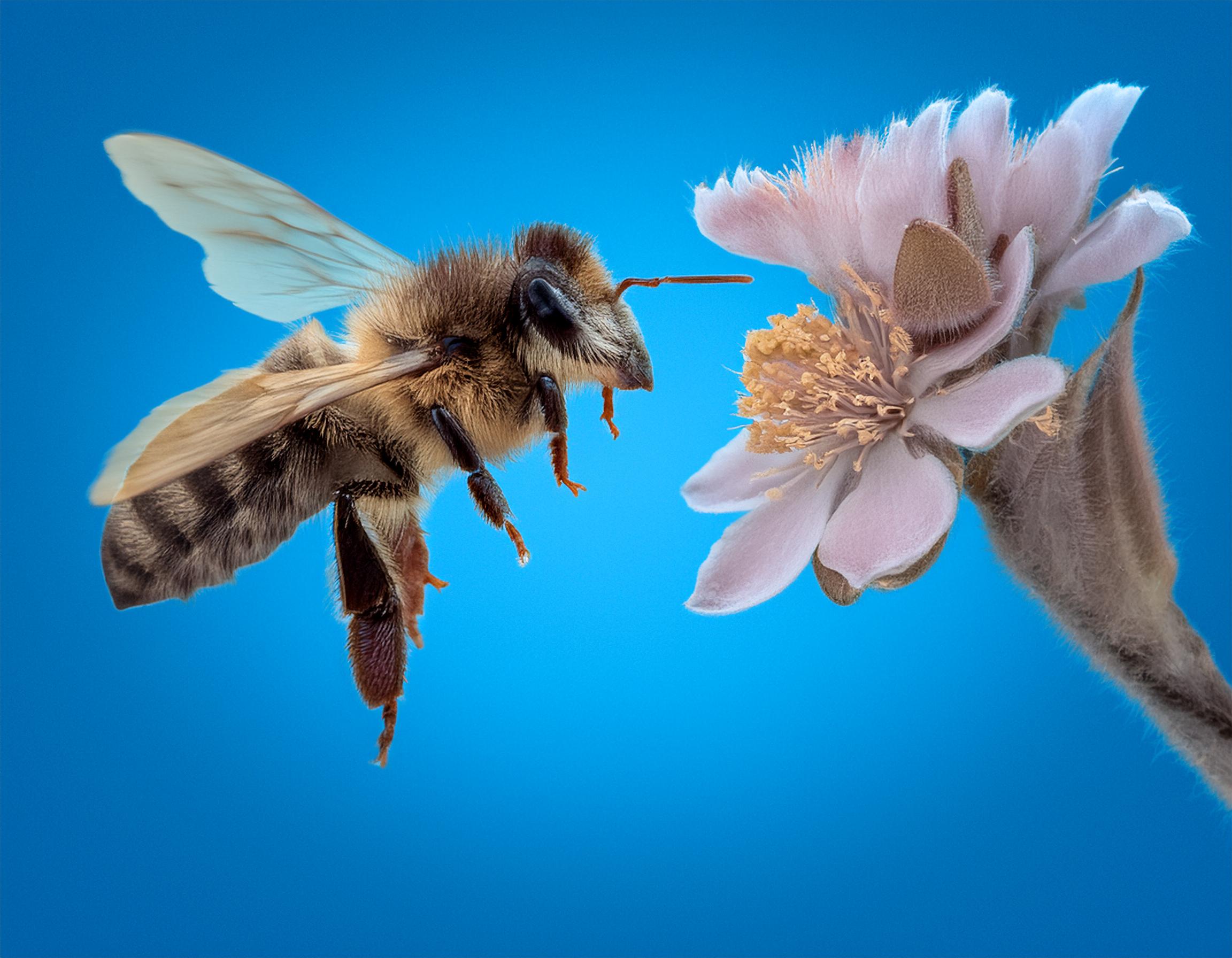 Wasp or Bee? How to Tell the Difference