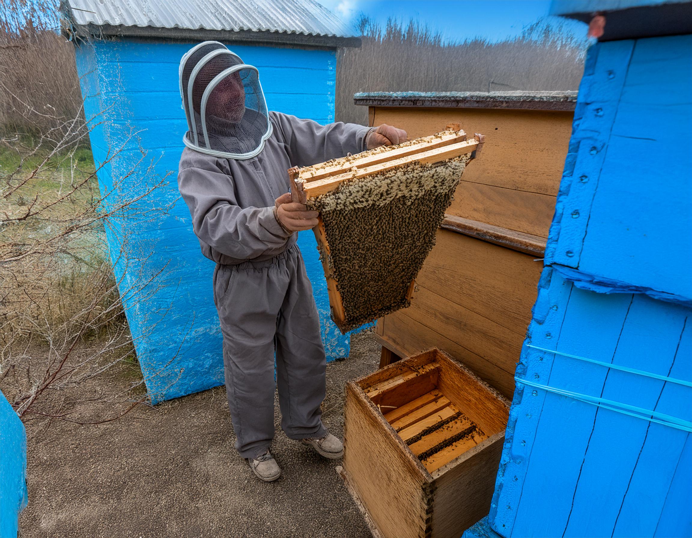 Bees Nesting at Your Property? What to Do