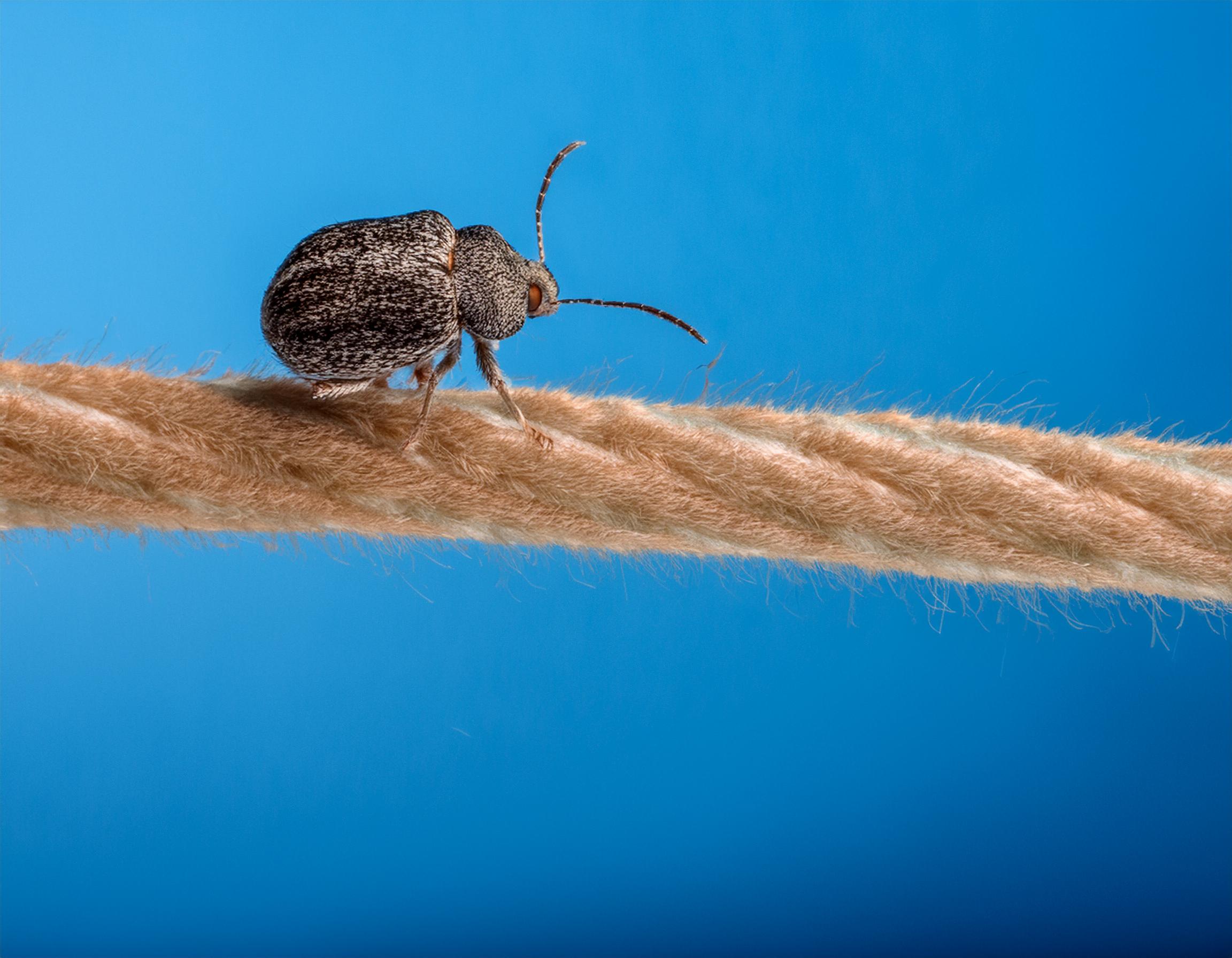 Beetle and Carpet Beetle facts