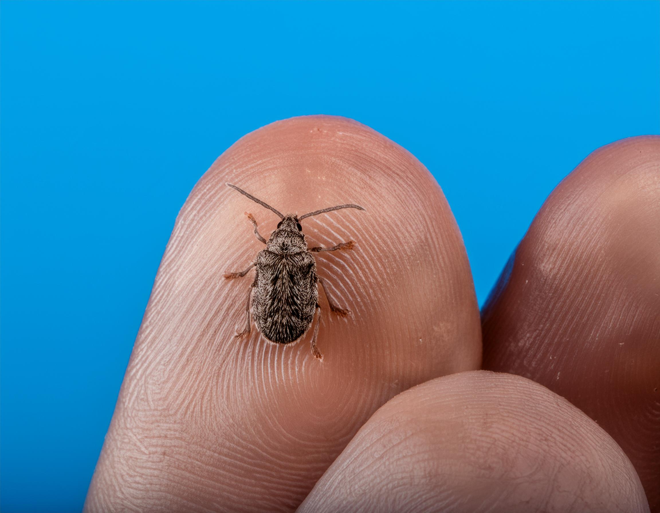 Beetle and Carpet Beetle control in Framlingham