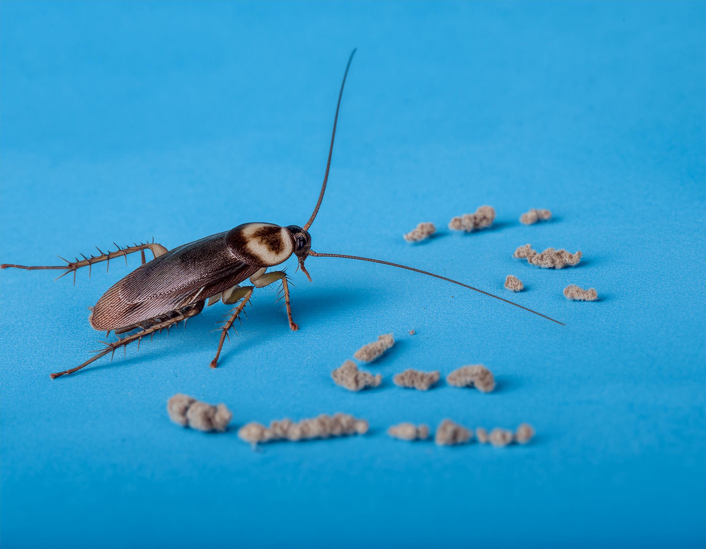 Cockroaches control