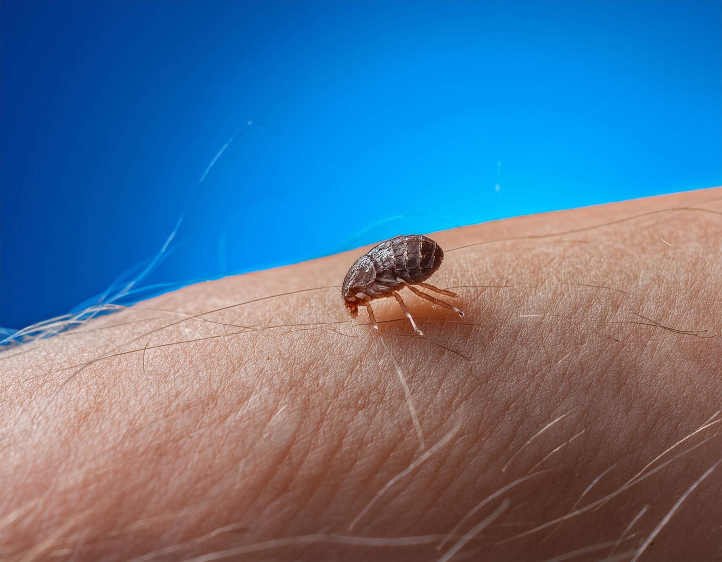 Fleas control