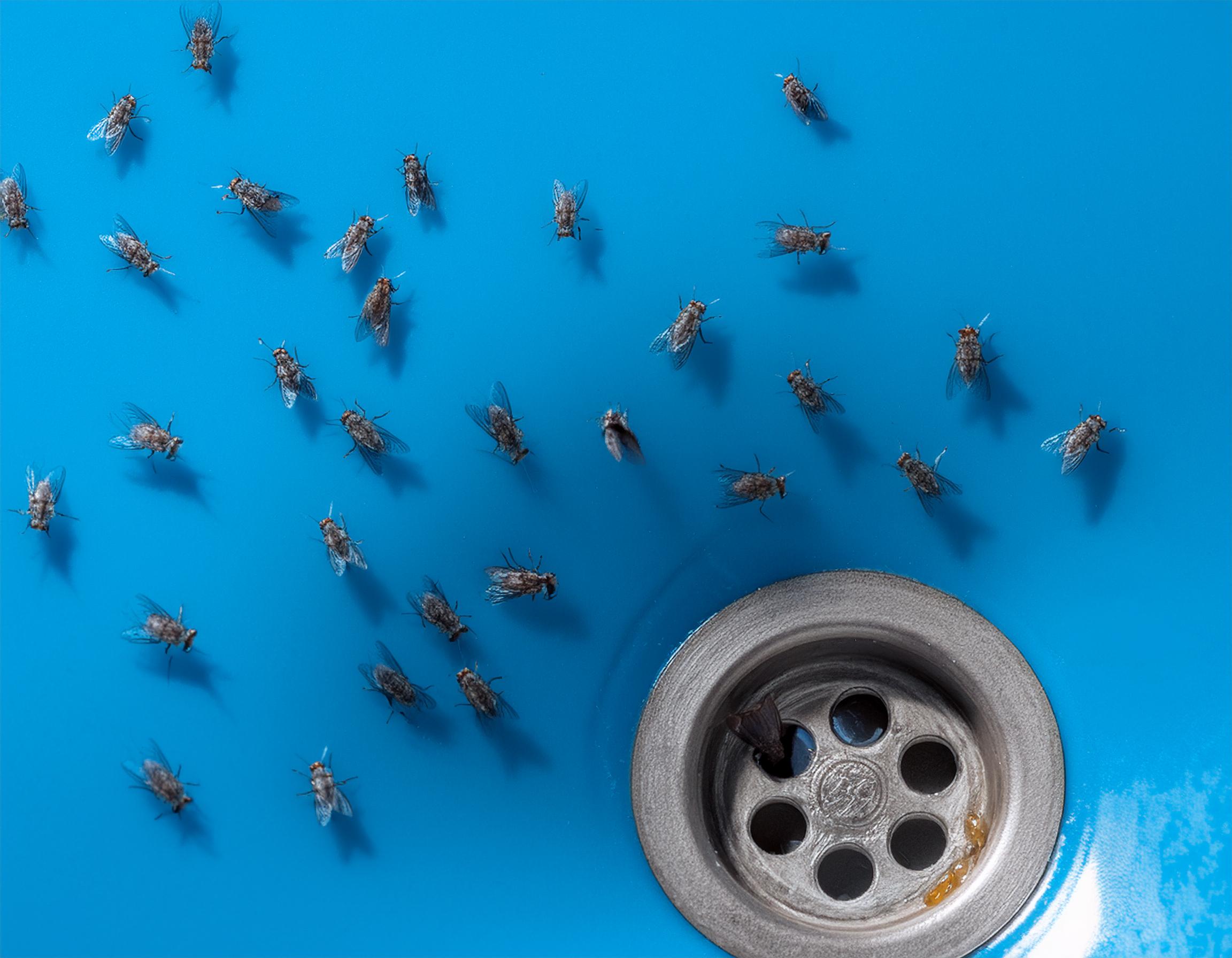 Flies control