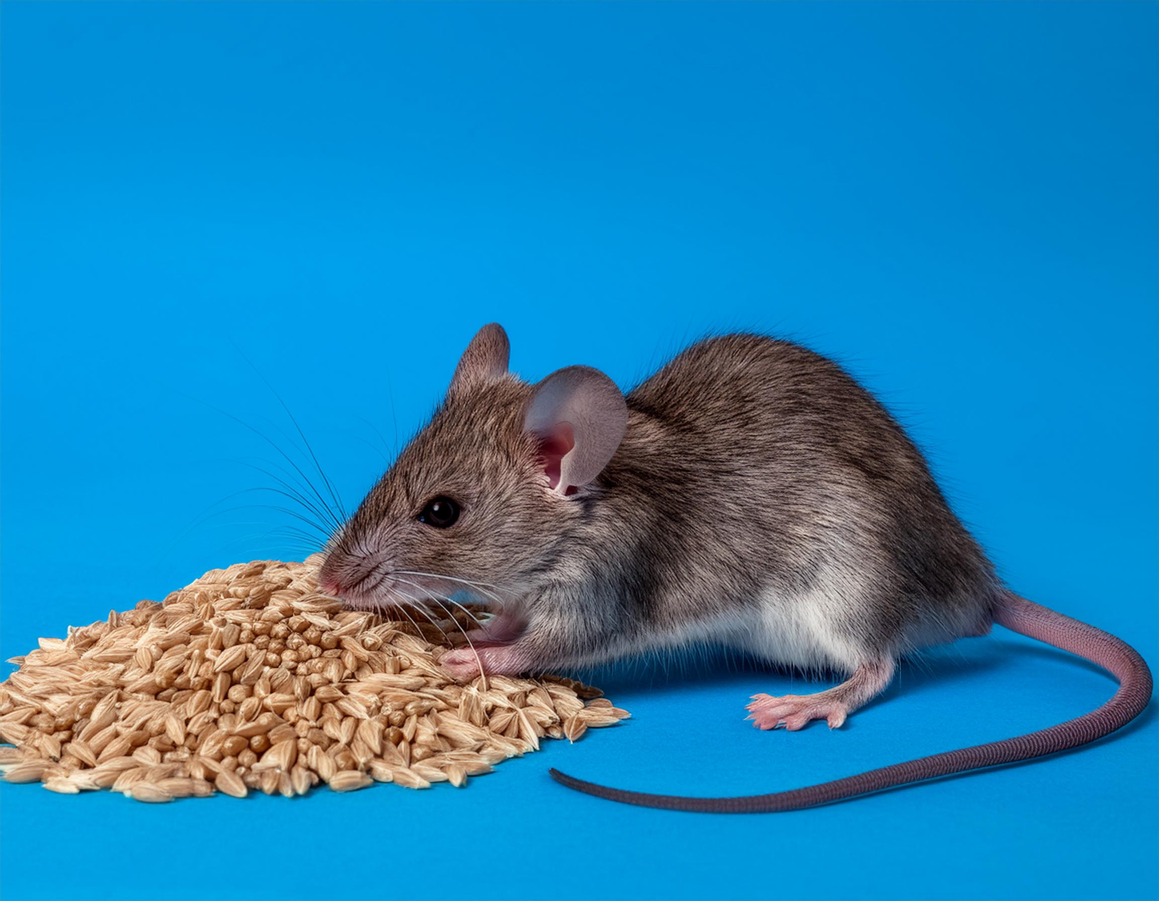 Mice control