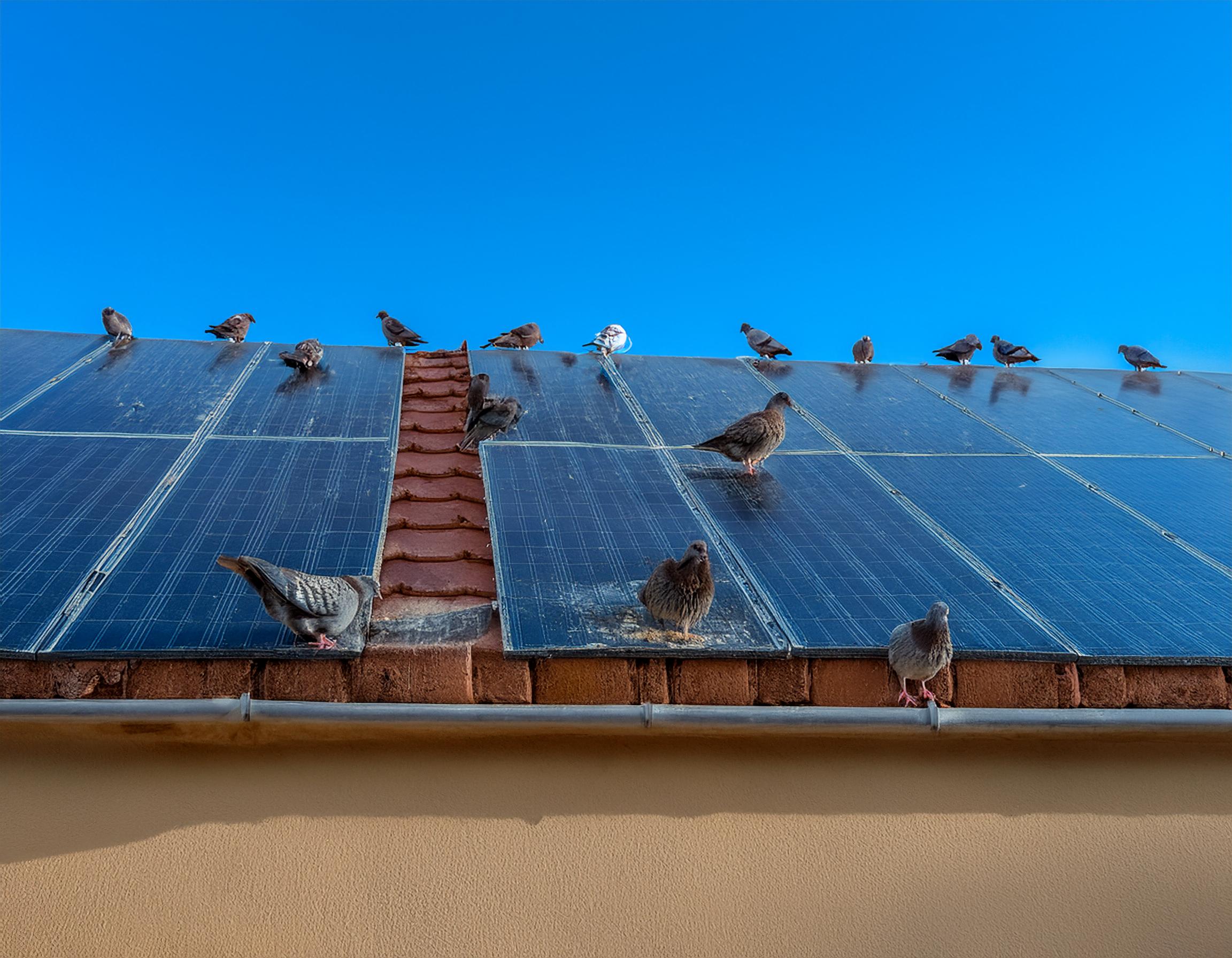 Pigeon advice