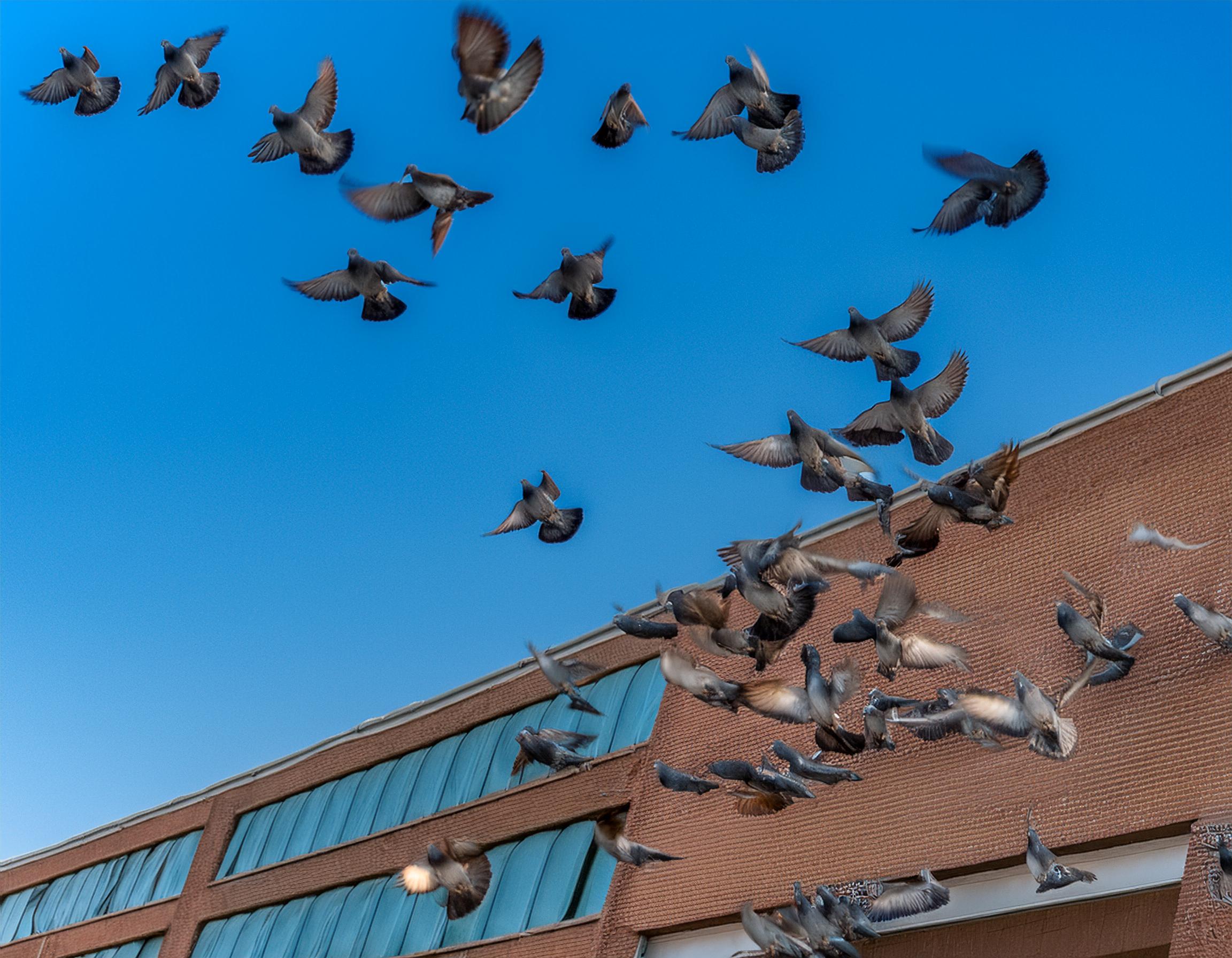 Pigeon facts