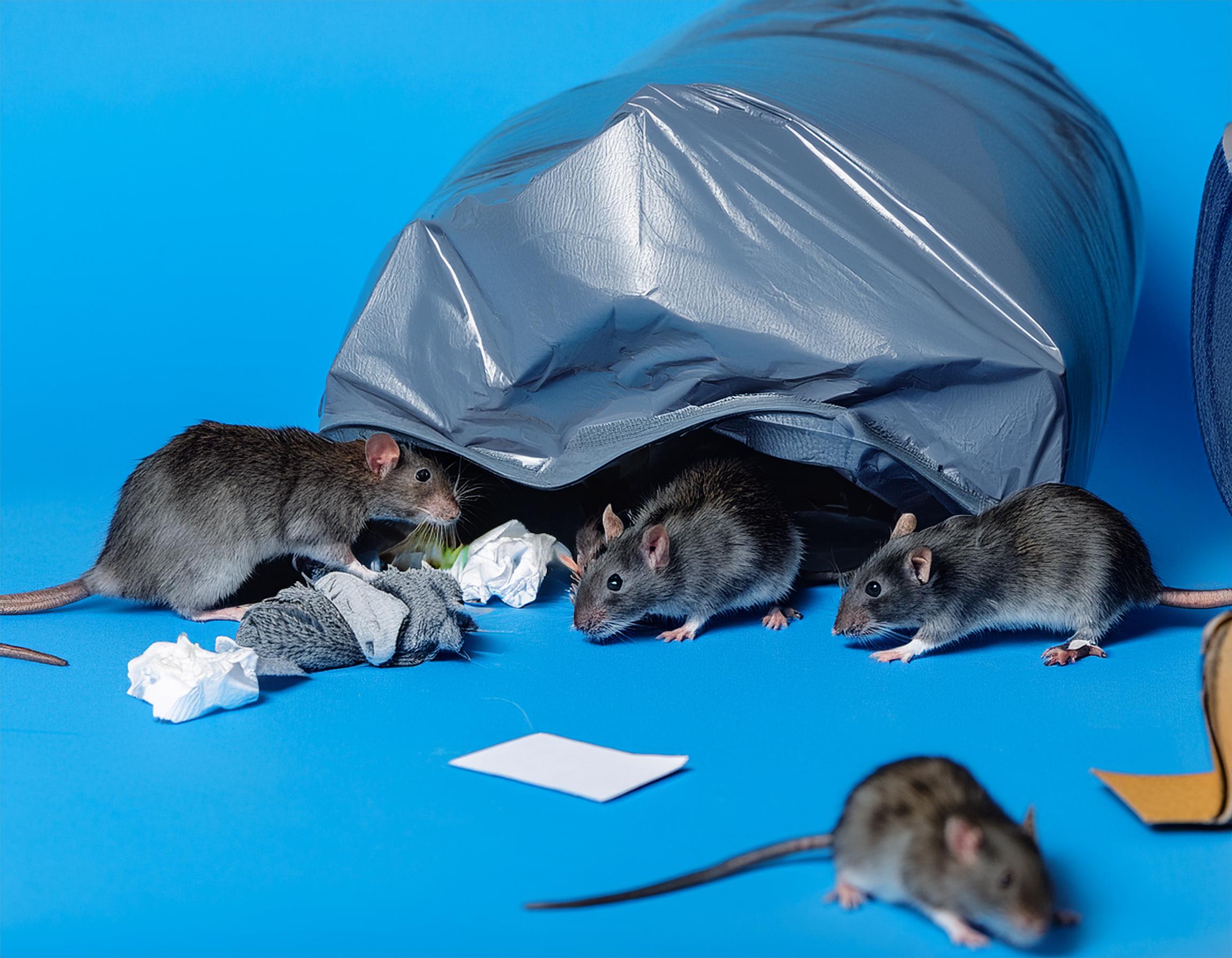 Rat advice