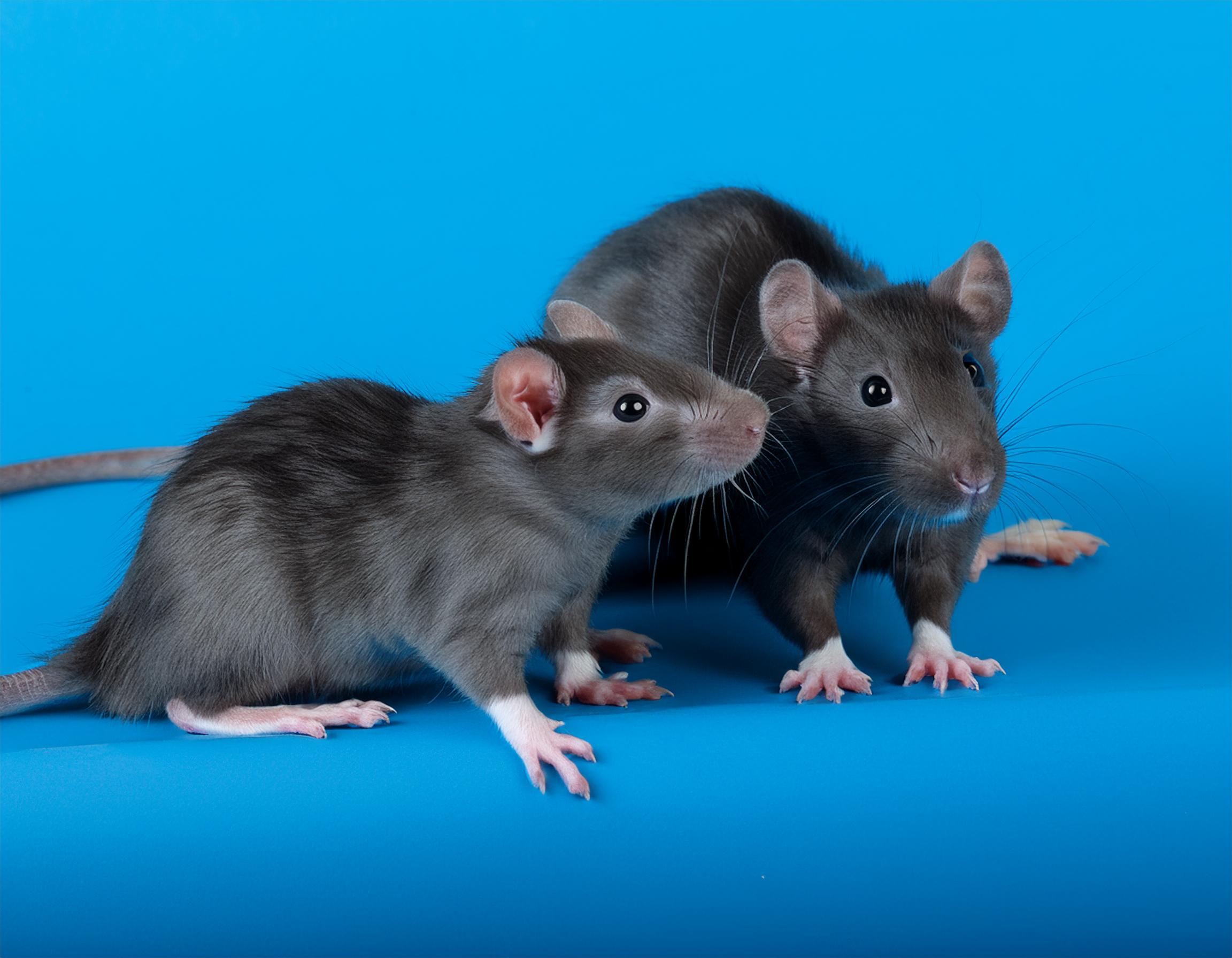What Diseases Do Rats Carry? Are Rats Dangerous?