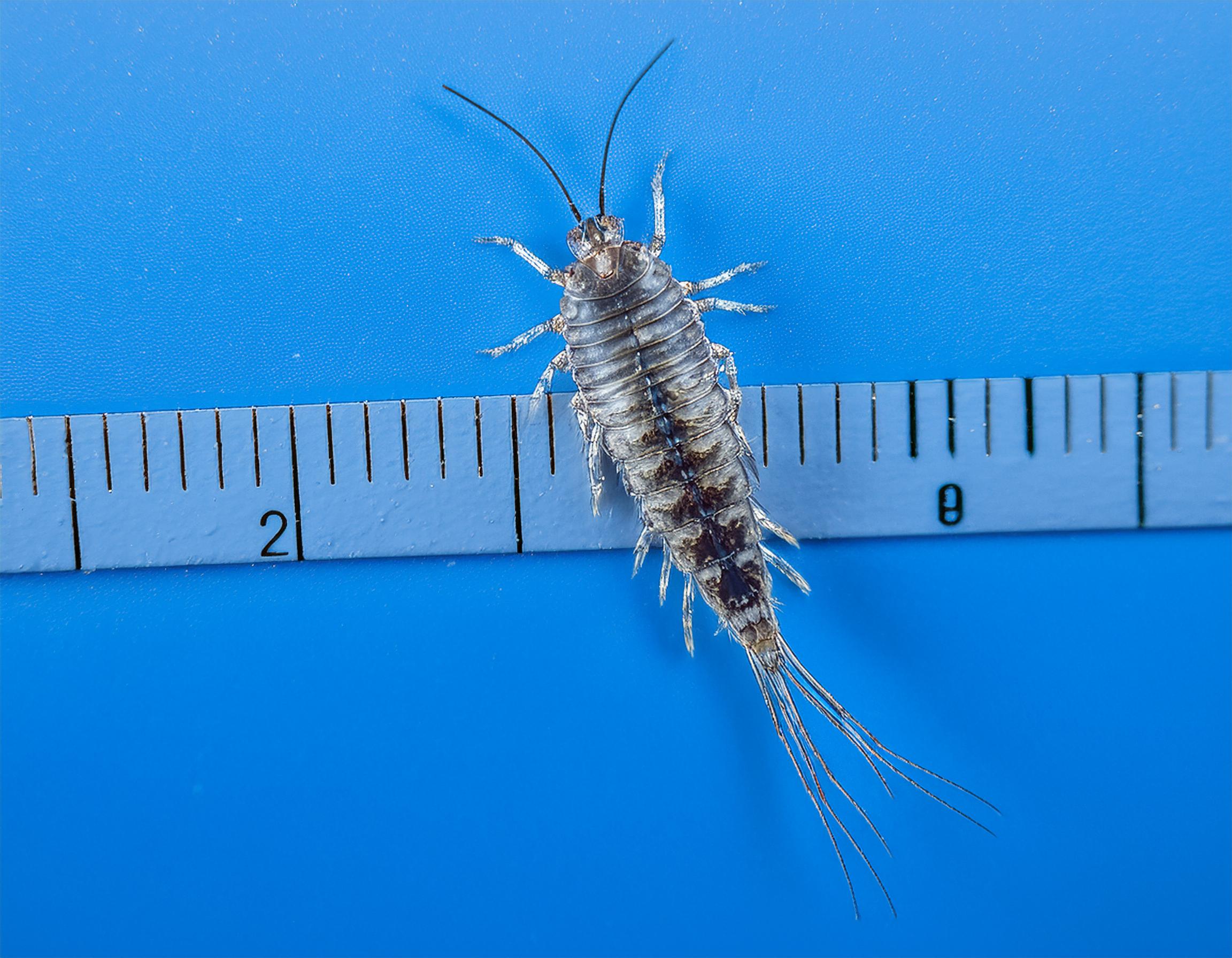 Silverfish control in Framlingham