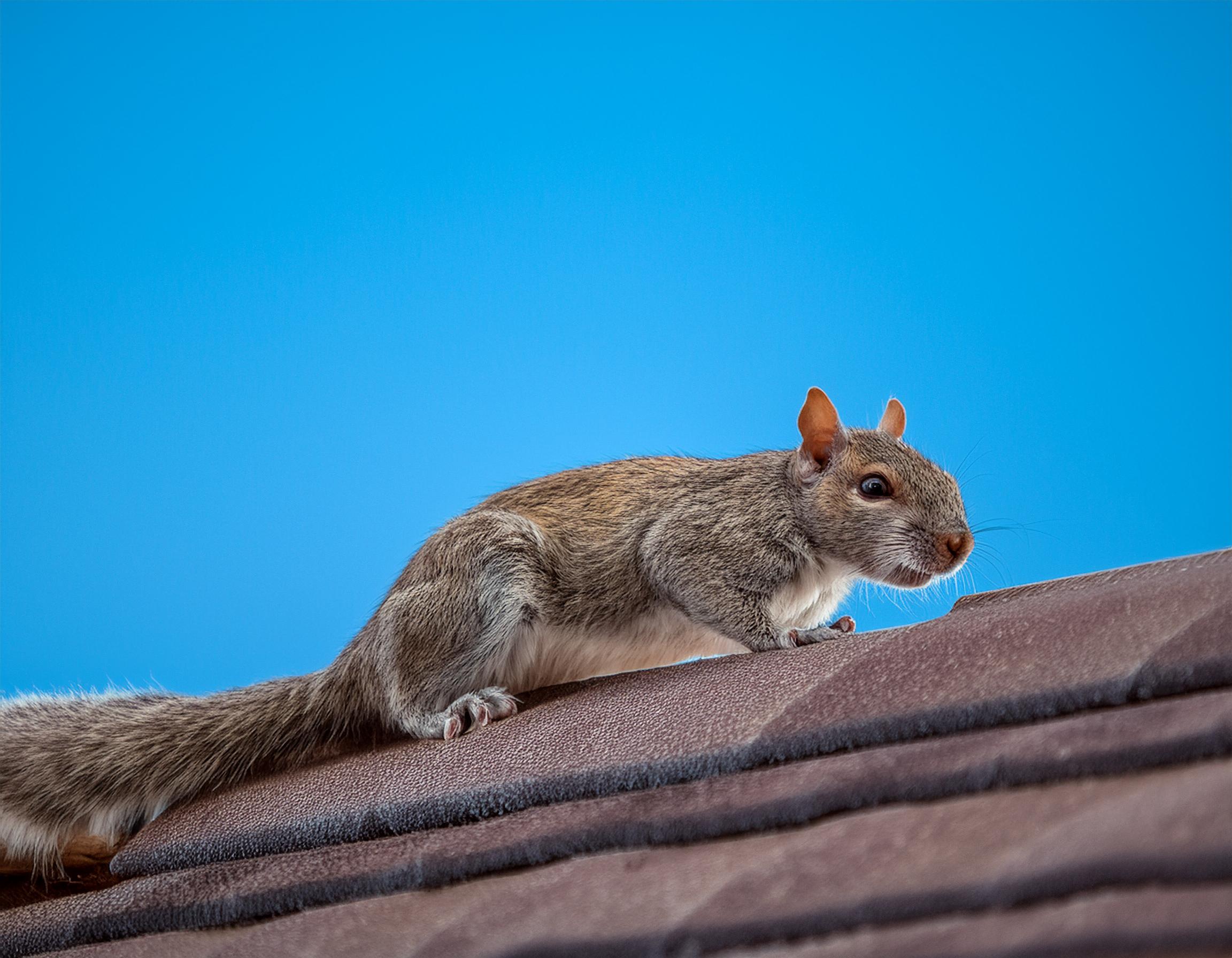 Squirrel advice