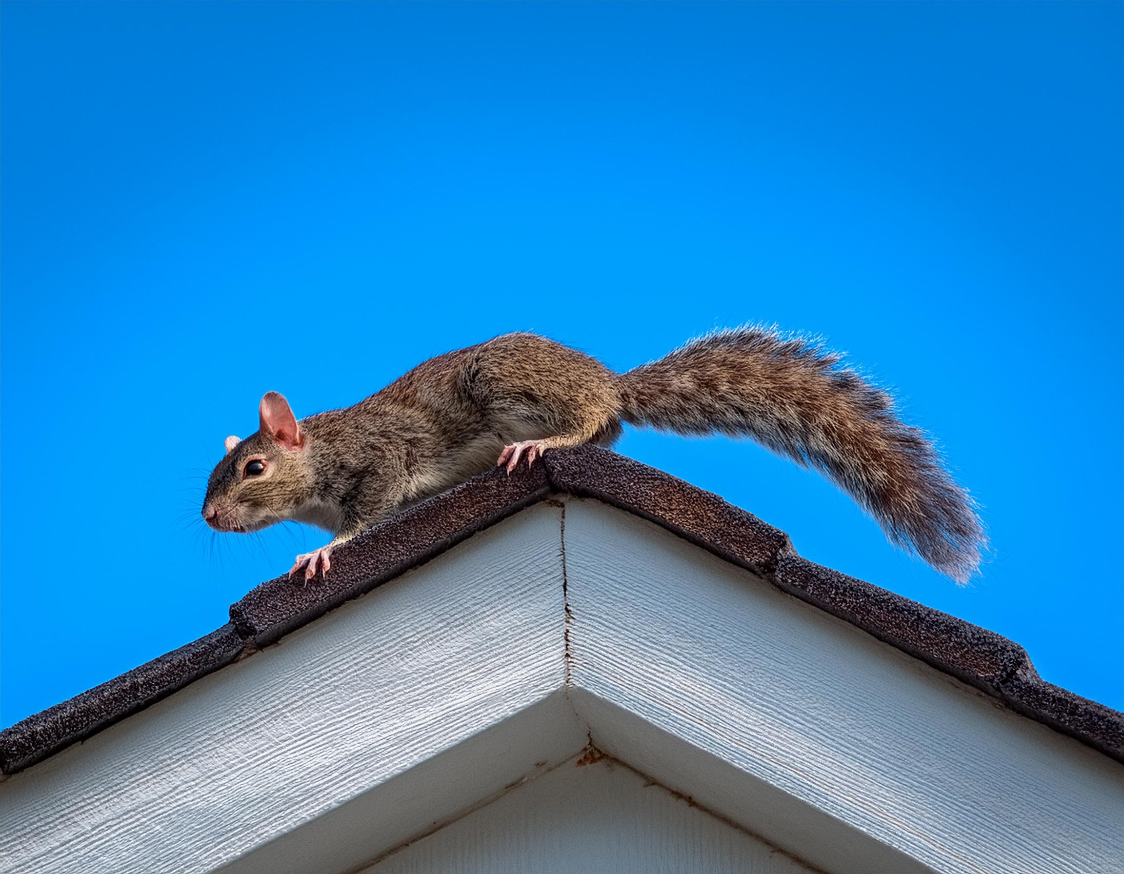 Squirrel facts