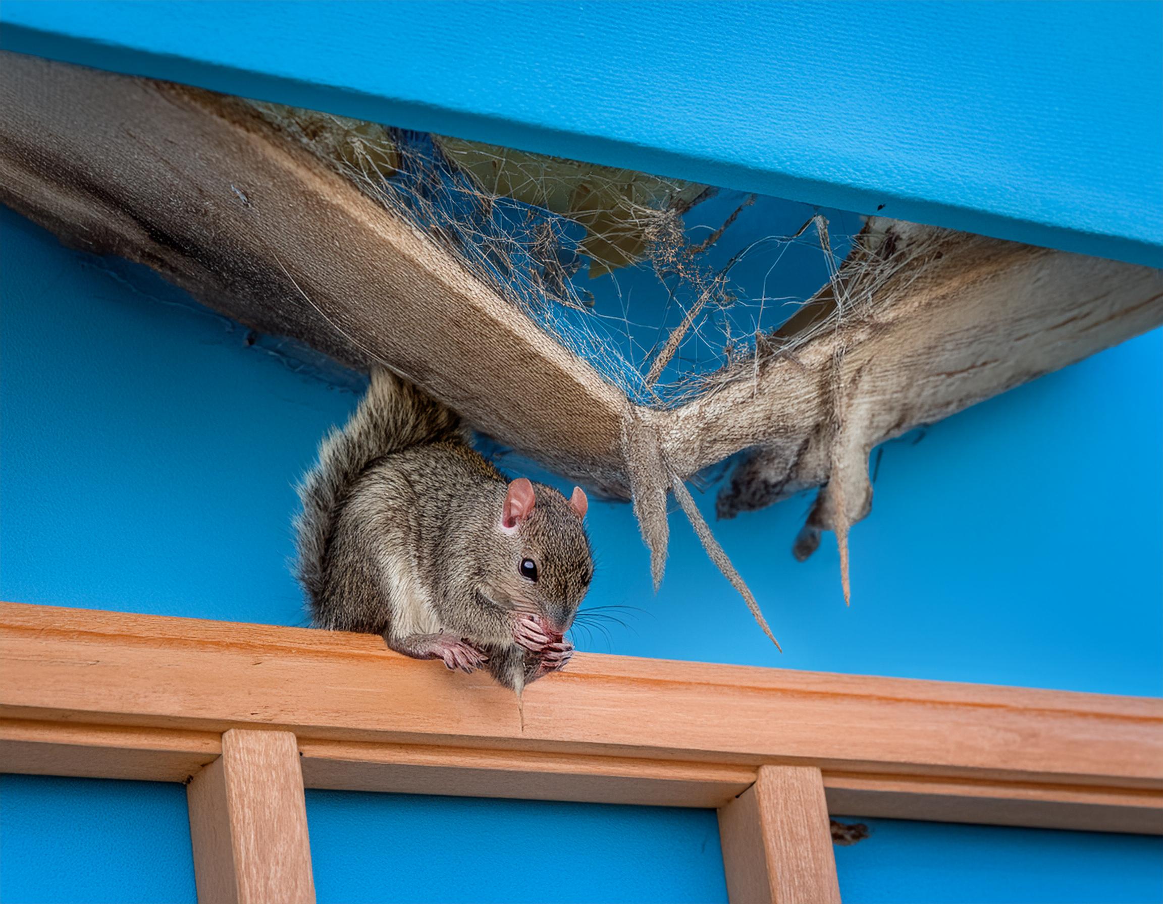 Noises in the Loft: Is It Rats, Mice, Squirrels or Birds?