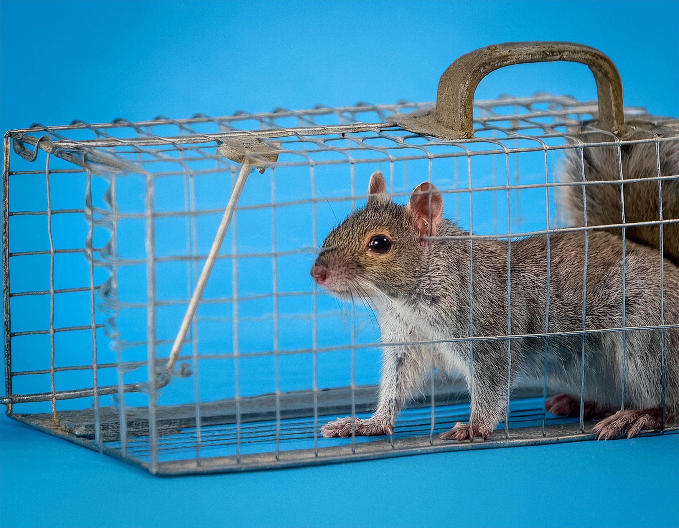 How to Get Rid of Squirrels in Your Loft