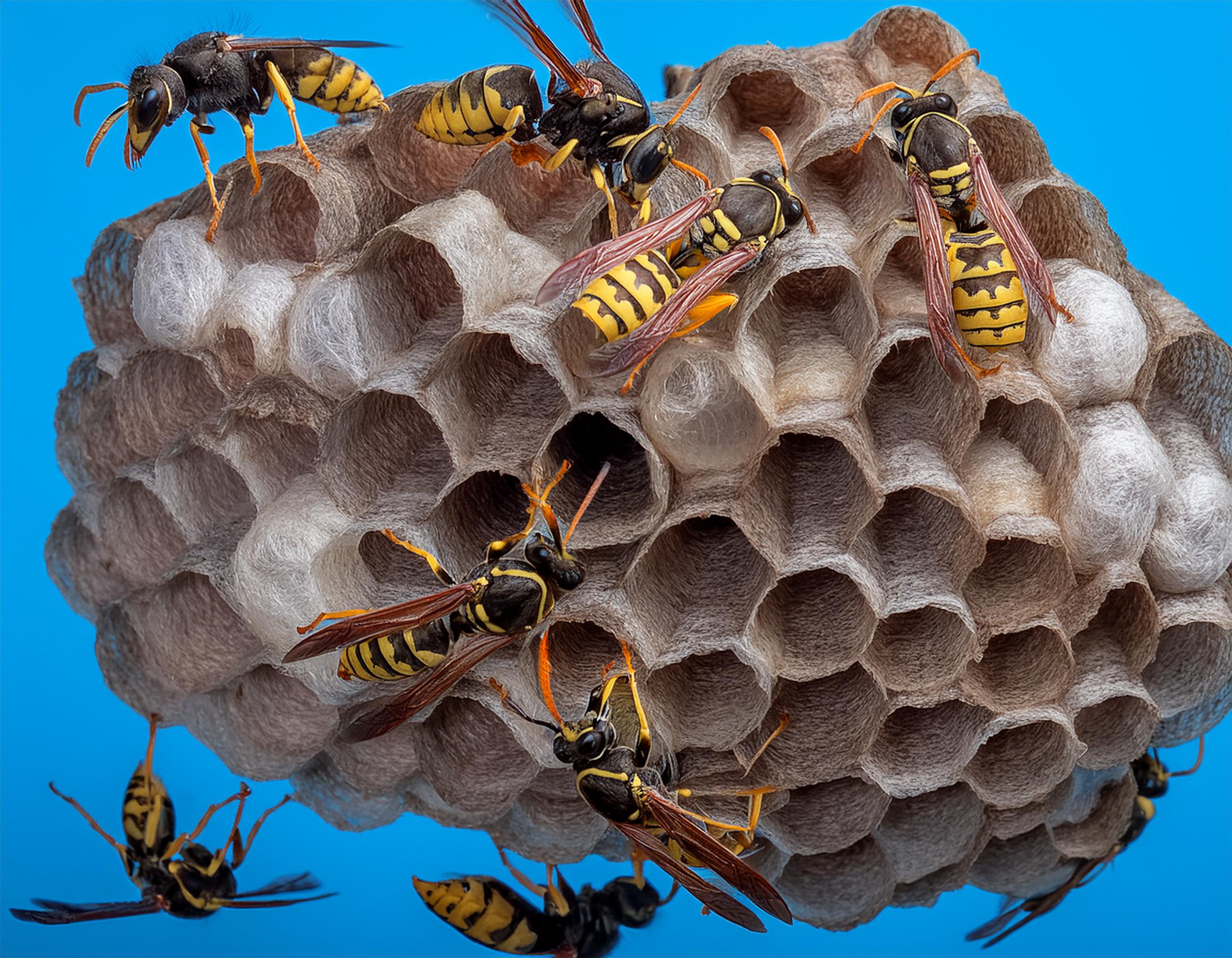 Wasps control