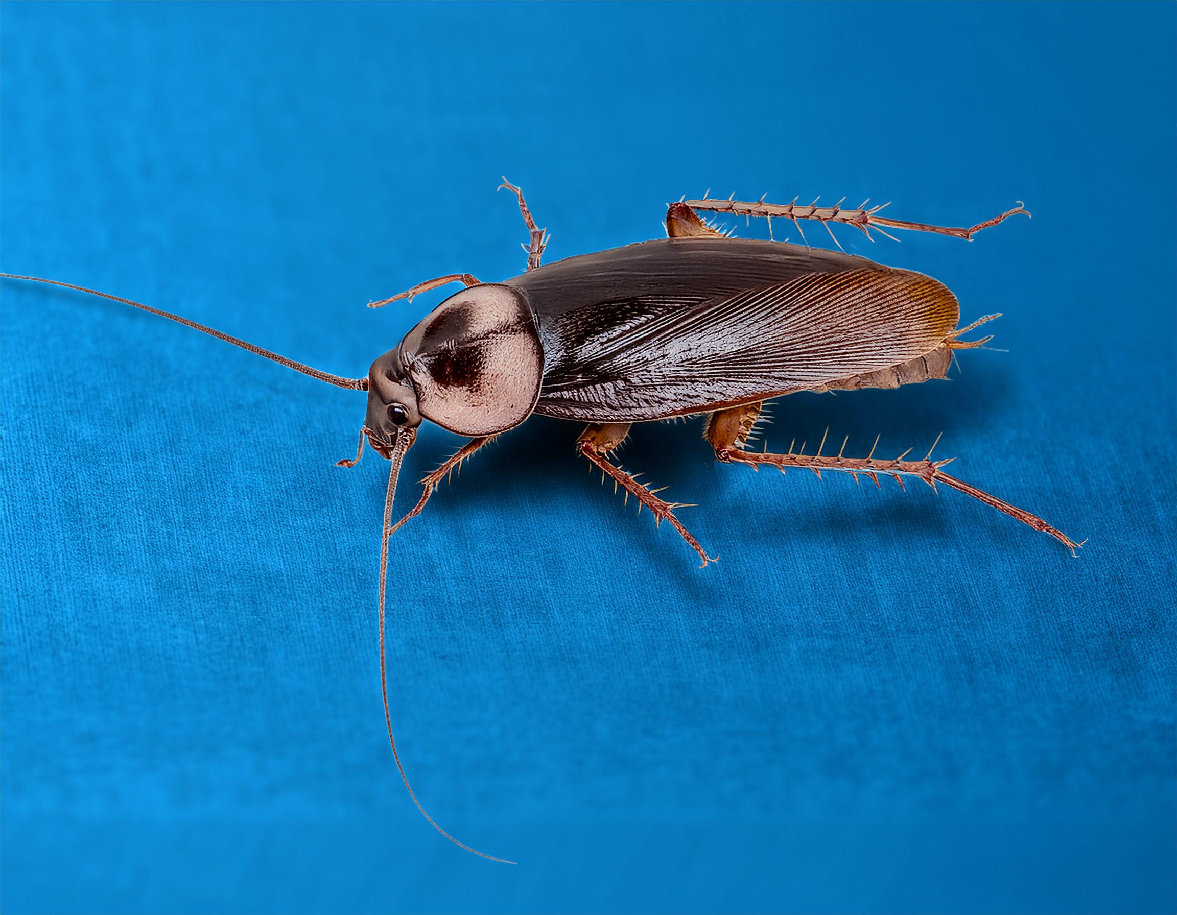 Cockroaches