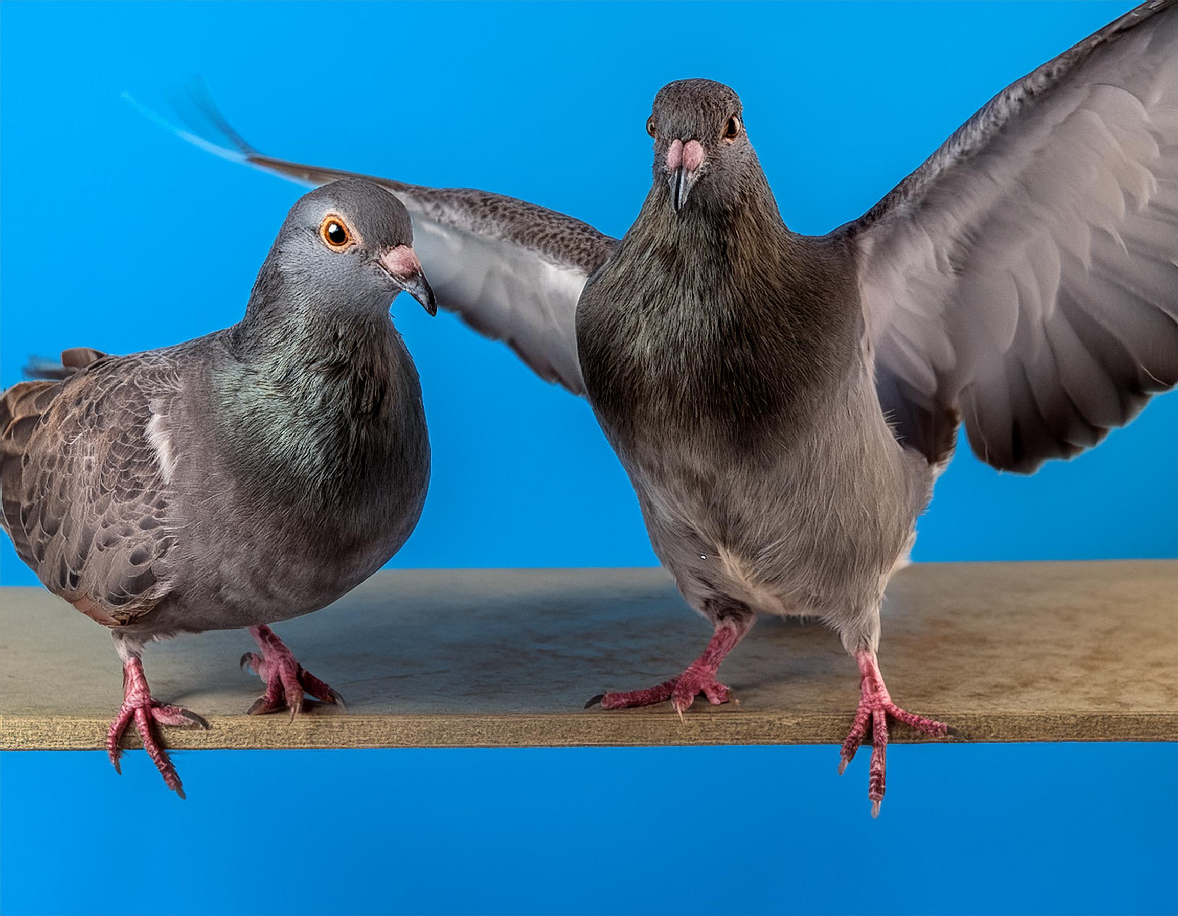 Pigeons