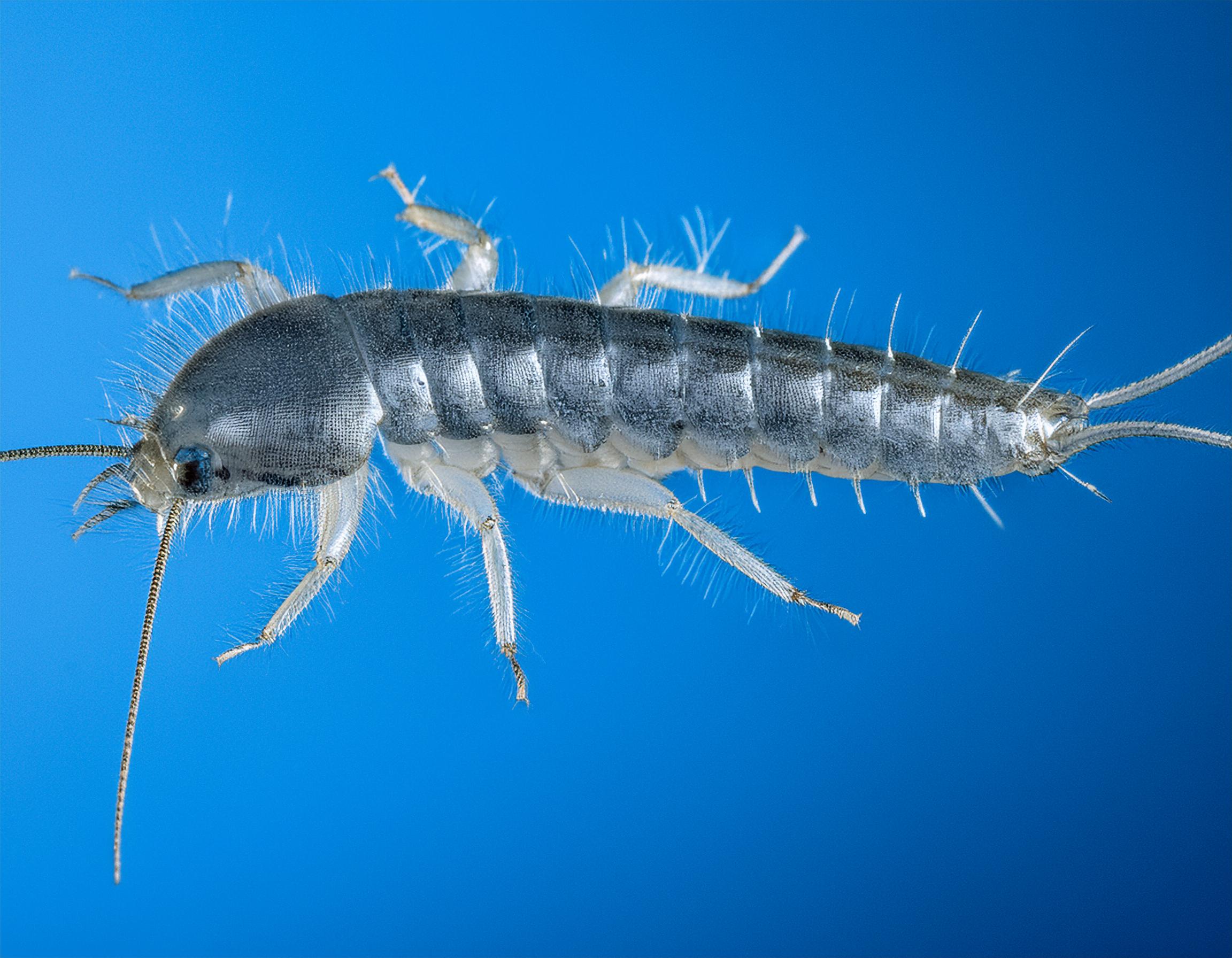 Silverfish